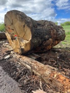 Burr Oak