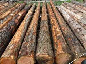 Douglas Fir Poles