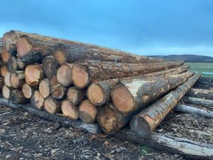 Douglas Fir Poles