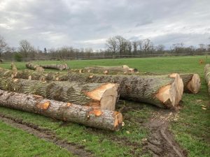 Pippy Oak