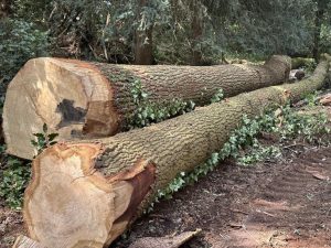 Planking Oak