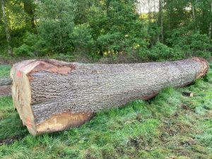 Prime Planking Oak